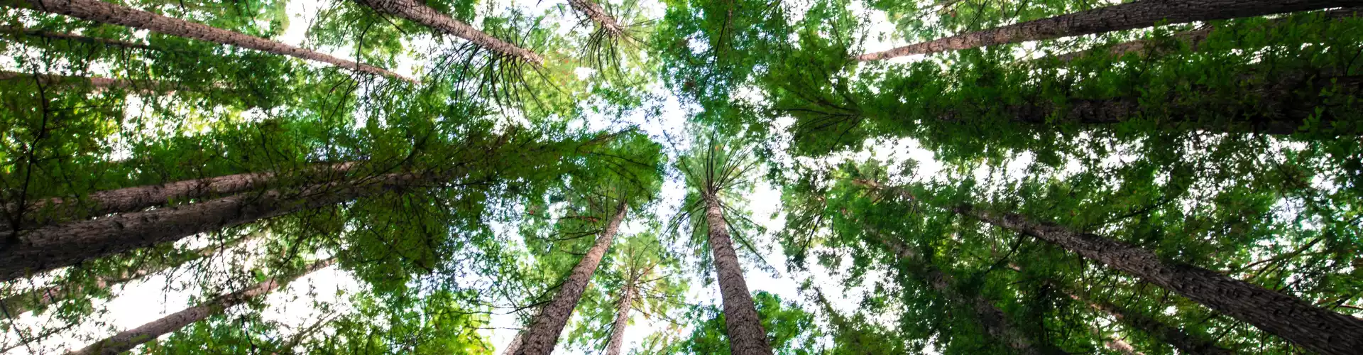 Cura Energética para o seu Chacra da Terra e da Raiz