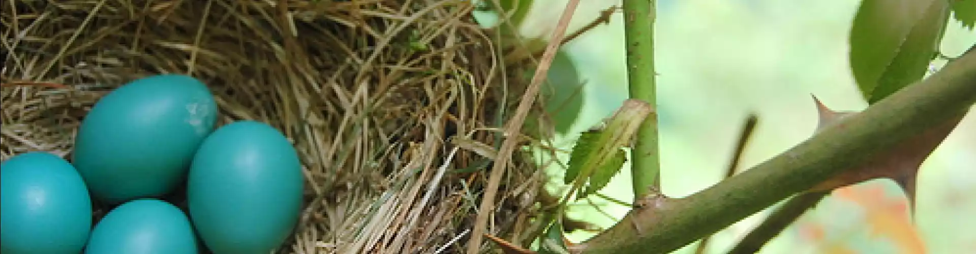 Cerimônia do Equinócio da Primavera - Novos Começos